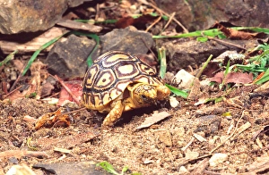Images Dated 28th February 2007: Leopard Tortoise Hatchling Geochelone pardalis Native to South Western Africa