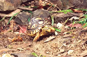 Tortoise Prints: Leopard Tortoise Hatchling Geochelone pardalis Native to South Western Africa
