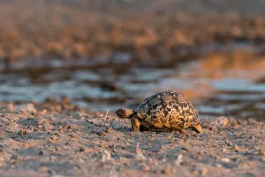 Tortoise Prints: A leopard tortoise, Stigmochelys pardalis, at waterhole. Kalahari, Botswana