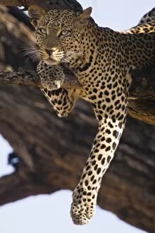 Leopard in tree at Samburu NP, Kenya
