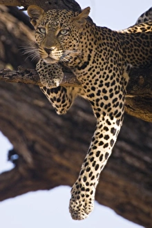 Leopard Prints: Leopard in tree at Samburu NP, Kenya