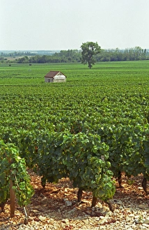 Cultivate Prints: The Les Genevrieres vineyard in Meursault, Bourgogne