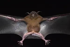 Guyana Prints: Lesser Bulldog or Fishing Bat (Noctilio albiventris) CAPTIVE Iwokrama Forest Reserve