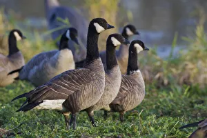 Ken Archer Prints: Lesser (Cackling) Canada Geese