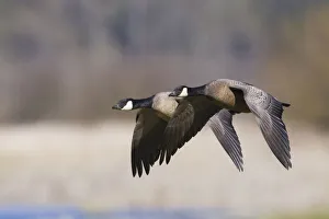 Images Dated 21st August 2020: Lesser Canada Geese Flying Past