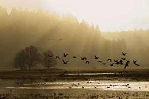 Geese Prints: Lesser Canada Geese Taking Flight at Dawn