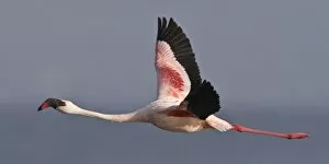 Images Dated 1st October 2007: Lesser Flamingo at Lake Nakuru NP, Kenya