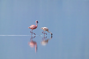 Couple Prints: Lesser Flamingoes (Phoenicopterus minor), Lake Nakuru, Kenya