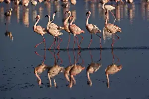 Images Dated 25th July 2005: Lesser Flamingos displaying, Lake Nakuru National Park, Kenya. Phoenicopterus minor
