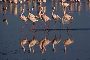 Images Dated 25th July 2005: Lesser Flamingos displaying, Lake Nakuru National Park, Kenya. Phoenicopterus minor