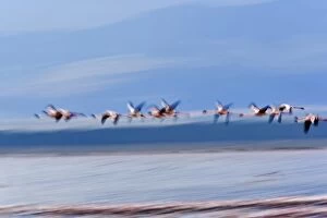 Images Dated 24th July 2005: Lesser Flamingos in flight, Lake Nakuru National Park, Kenya. Phoenicopterus minor