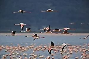Images Dated 24th July 2005: Lesser Flamingos in flight, Lake Nakuru National Park, Kenya. Phoenicopterus minor