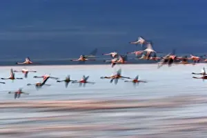 Lesser Flamingos in flight, Lake Nakuru National Park, Kenya. Phoenicopterus minor