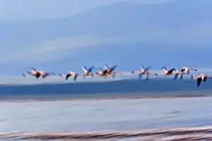 Blurred Prints: Lesser Flamingos in flight, Lake Nakuru National Park, Kenya. Phoenicopterus minor