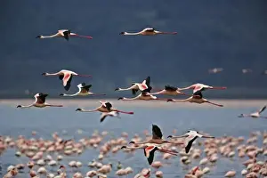 Images Dated 24th July 2005: Lesser Flamingos in flight, Lake Nakuru National Park, Kenya. Phoenicopterus minor