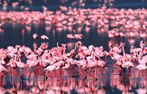 Rift Valley Prints: Lesser Flamingos (Phoeniconaias minor), Africa, Kenya, Lake Nakuru