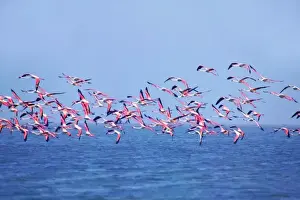 Orissa Prints: Lesser Flamingos (Phoeniconaias minor) on Lake Chilka, Barkul, Orissa