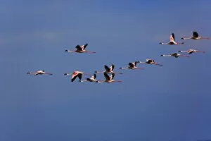 Lesser Flamingos, Phoenicopterus minor, in flight, Lake Nakuru National Park, Kenya