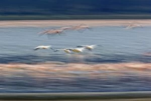 Lesser Flamingos, Phoenicopterus minor and White Pelicans, Pelacannus onocrotalus