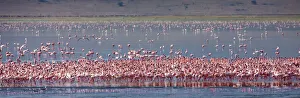 Lesser flamingos rest and feed in Lake Magadi inside Ngorongoro Crater, Tanzania