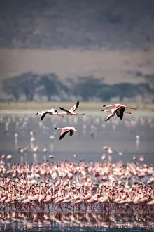Lesser flamingos rest and feed in Lake Magadi inside Ngorongoro Crater, Tanzania