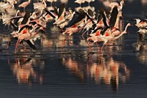 Lesser Flamingos taking to flight, Lake Nakuru National Park, Kenya. Phoenicopterus minor