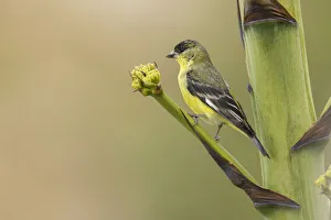 Images Dated 10th September 2021: Lesser goldfinch