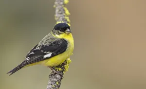 Images Dated 12th September 2021: Lesser goldfinch