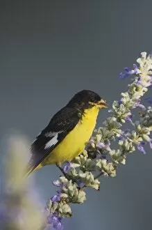 Images Dated 19th April 2006: Lesser Goldfinch, Carduelis psaltria, black-backed male on Mealy sage (Salvia farinacea)