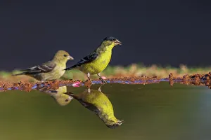 Thirst Prints: Lesser goldfinch pair getting a drink, USA, Arizona