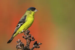 Cacti Prints: Lesser goldfinch posing on cactus stem, Southern California, USA