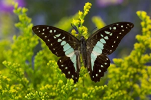 Yellowish Prints: The Lesser Jay Butterfly, Graphium evemon orthia
