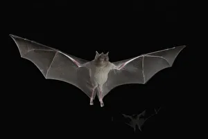 Ken Archer Prints: Lesser Long-nosed Bat