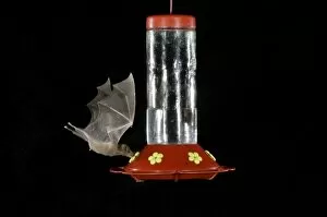 Lesser Long-nosed Bat, Leptonycteris curasoae, adult in flight at night feeding