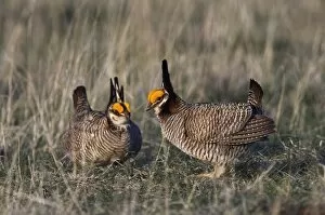 Images Dated 5th April 2007: Lesser Prairie-Chicken, Tympanuchus pallidicinctus, males fighting, Canadian, Panhandle