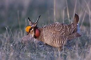 Images Dated 5th April 2007: Lesser Prairie-Chicken, Tympanuchus pallidicinctus, male displaying vocal sac inflated
