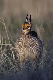Images Dated 4th April 2007: Lesser Prairie-Chicken, Tympanuchus pallidicinctus, male on lek displaying, Canadian