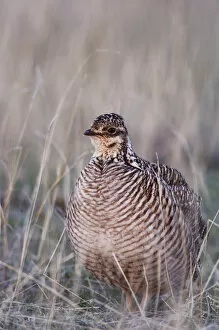 Images Dated 5th April 2007: Lesser Prairie-Chicken, Tympanuchus pallidicinctus, female, Canadian, Panhandle, Texas