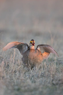 Images Dated 1st April 2016: Lesser Prairie Chicken (Tympanuchus pallidicinctus) on lek