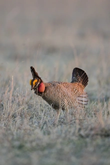 Mating Prints: Lesser Prairie Chicken (Tympanuchus pallidicinctus) on lek