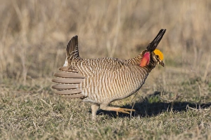 Images Dated 1st April 2016: Lesser Prairie Chicken (Tympanuchus pallidicinctus) on lek