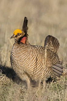 Images Dated 1st April 2016: Lesser Prairie Chicken (Tympanuchus pallidicinctus) on lek