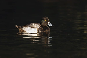 Images Dated 25th January 2010: Lesser Scaup (Aythya affinis) male reflected in dark water, Texas