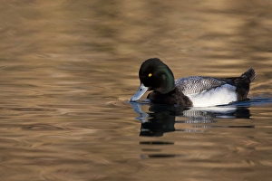 Images Dated 25th January 2010: Lesser Scaup (Aythya affinis) male reflected in dark water, Texas
