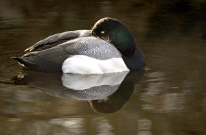 Images Dated 6th March 2005: Lesser Scaup, Aythya affinis, Stanley Park, British Columbia