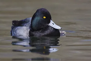 Waterfowl Prints: Lesser Scaup Drake