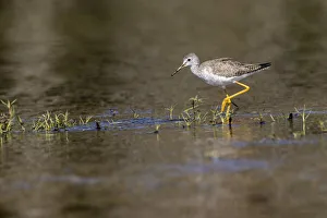 Shorebird Prints: Lesser yellowlegs, Myakka River State Park, Florida