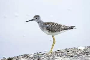 Images Dated 15th August 2007: Lesser yellowlegs, Tringa flavipes, Stanley Park, British Columbia