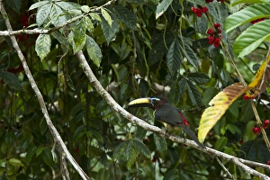 Biology Prints: Lettered Aracari (Pteroglossus inscriptus)