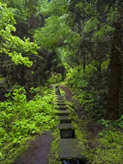 Images Dated 28th January 2020: Levada, traditional irrigation channel near Cabeco Gordo in dense forest